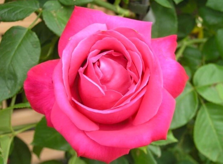 Rosa Rose - Grandi Fiori - Caprice De Meilland® - Vaso 22x22