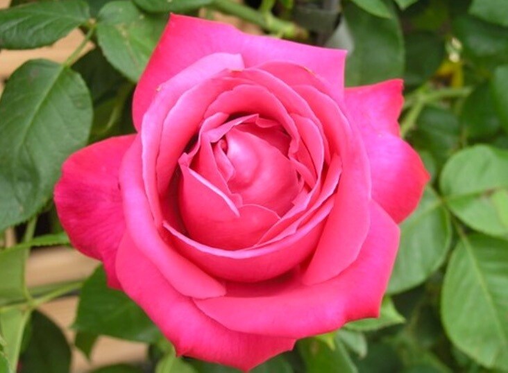 Rosa Rose, Grandi Fiori, Caprice De Meilland® - Vaso 22x22