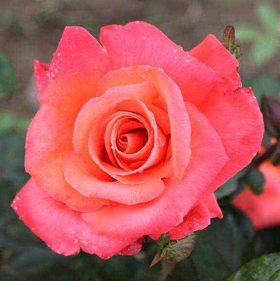 Rosa Rose, Grandi Fiori, Meilland Cristoforo Colombo® - Vaso 20 cm 3 canne rampicante