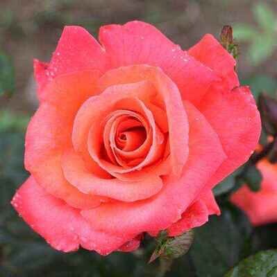 Rosa Rose - Grandi Fiori - Meilland Cristoforo Colombo® - Vaso 22x22