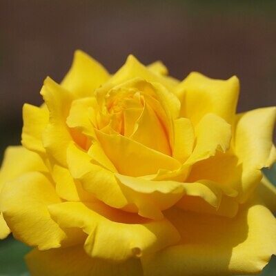 Rosa Rose - Grandi Fiori - Meilland Gina Lollobrigida® - Vaso 22x22