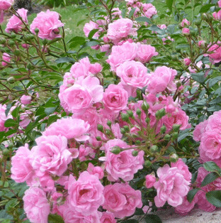 Rosa Rose - Paesaggistiche - Rosa 'The Fairy' - Vaso 3 litri