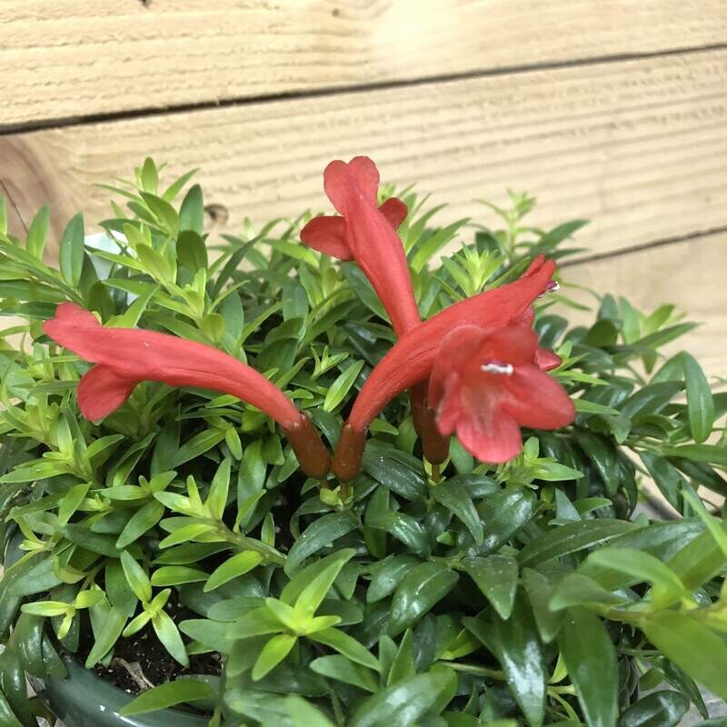 Aeschynanthus Japhrolepis, Eschinanto, pianta rossetto - basket Ø17 cm