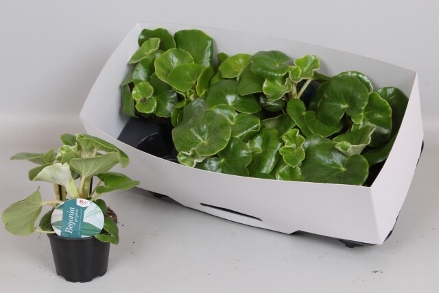 Begonia Venosa - vaso Ø16 cm