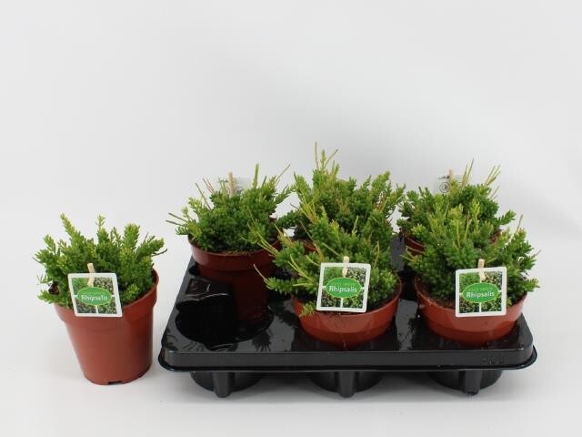 Rhipsalis mesembryanthemoides - vaso Ø12 cm