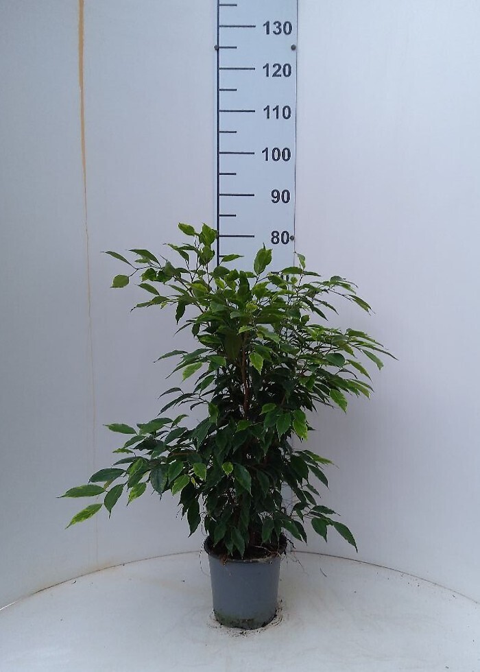 Ficus benjamina 'Aurea' - Ficus Benjamin Aurea - Bengiamino - v17