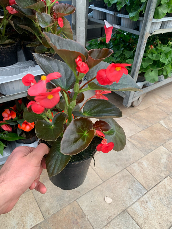 Begonia Big, Begonia x benariensis 'Big' - vaso Ø13 cm