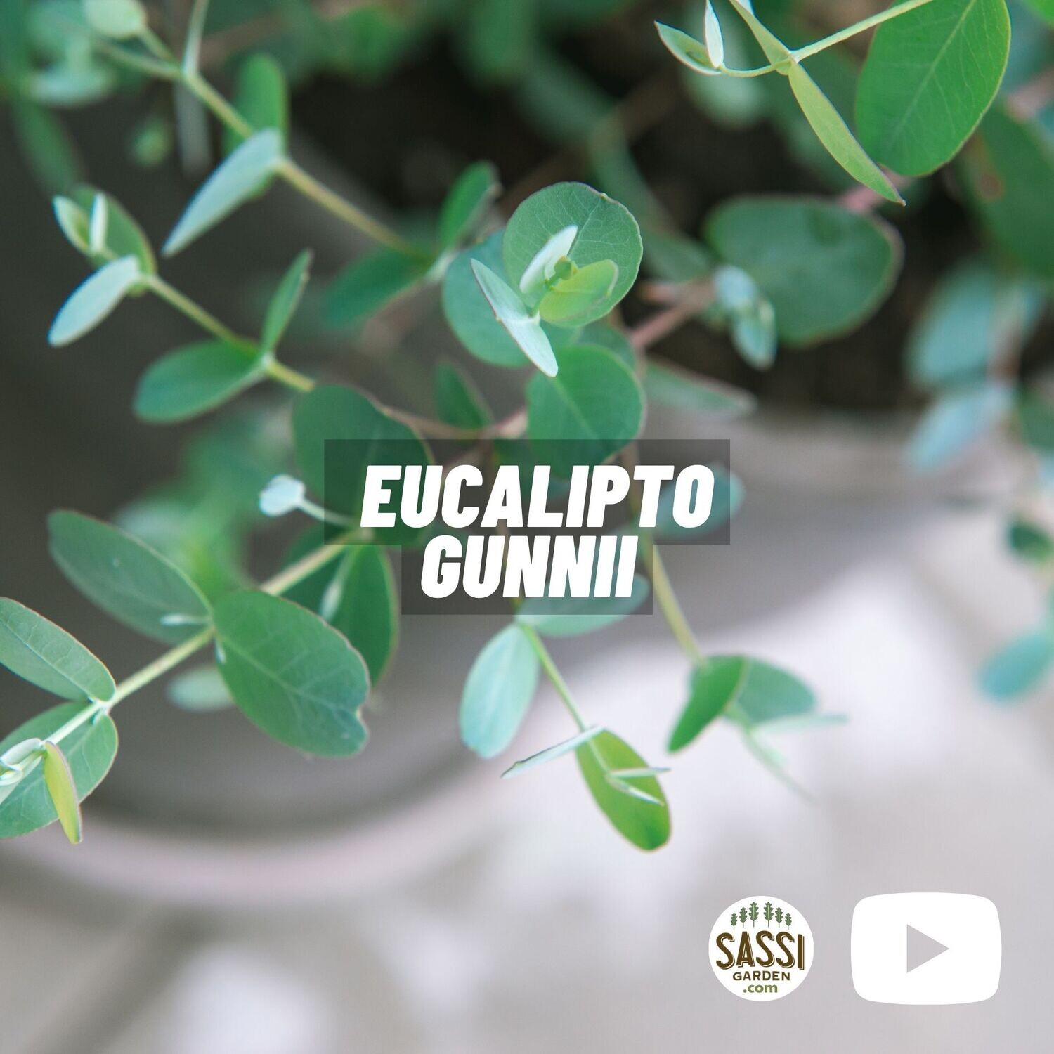 EUCALYPTO GUNNII / EUCALIPTO DEL SIDRO - Eucalyptus gunnii baby blue - vaso Ø 13 cm