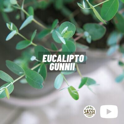 Eucalyptus gunnii - EUCALIPTO DEL SIDRO - vaso Ø 12 cm