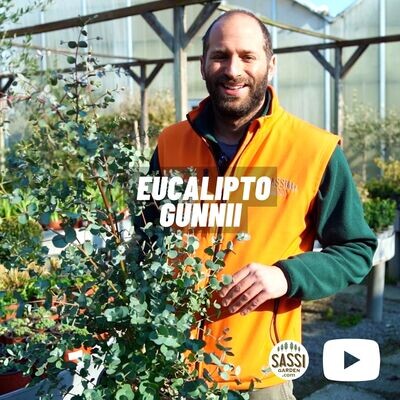 EUCALYPTO GUNNII / EUCALIPTO DEL SIDRO - Eucalyptus gunnii varietà AZURE - vaso Ø 24 cm