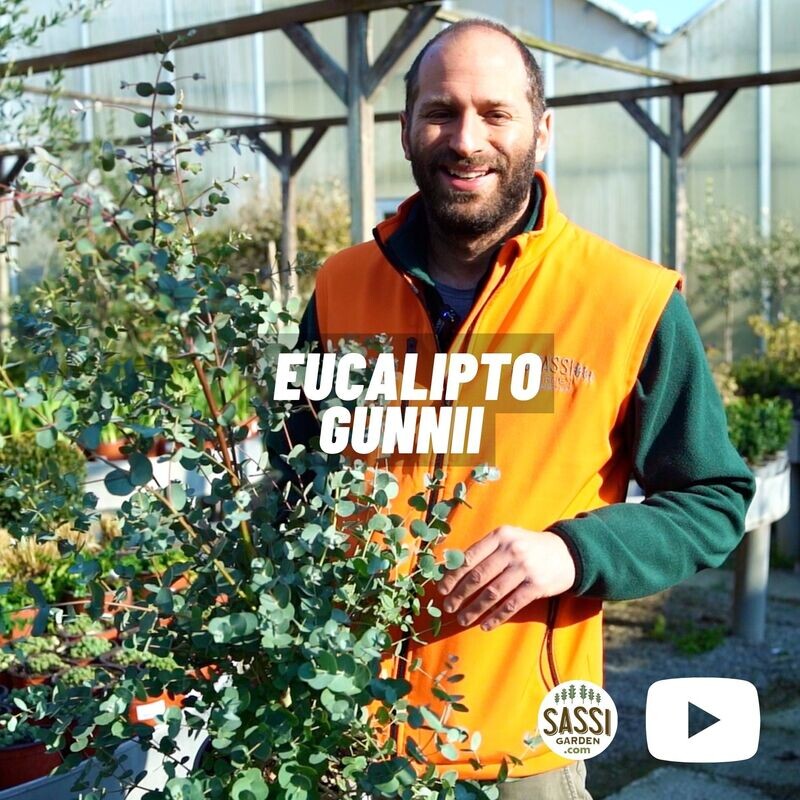 Eucalyptus gunnii, Eucalipto del sidro - vaso Ø28 cm
