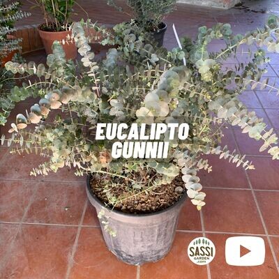 EUCALYPTO GUNNI/ EUCALIPTO DEL SIDRO - Eucalyptus gunnii baby blue - vaso  24 cm