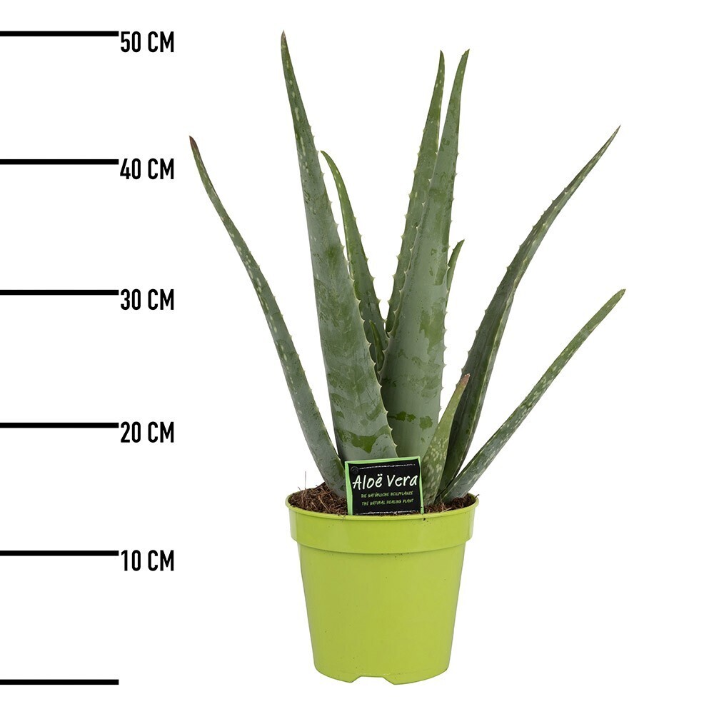 Aloe Vera - vaso Ø17 cm