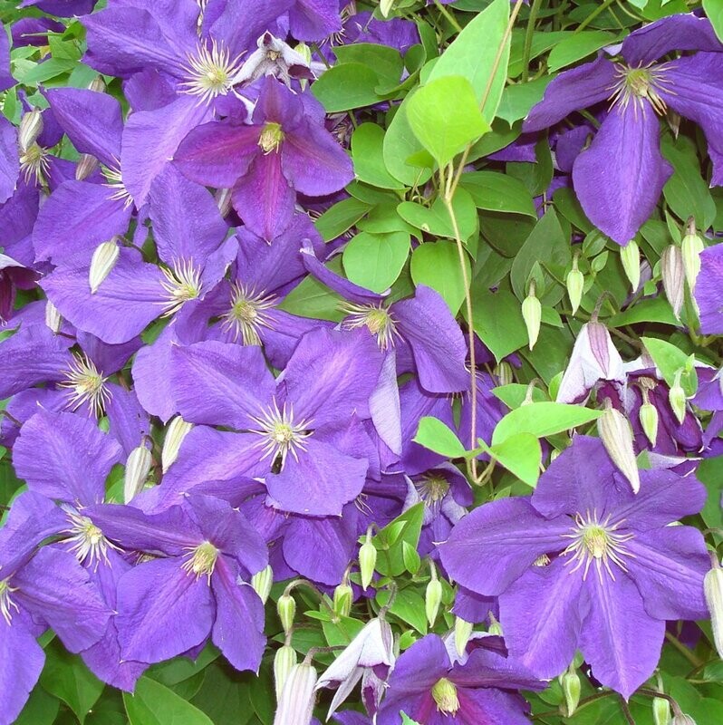 Clematide, Clematis &#39;Jackmanii&#39; - vaso Ø15 cm, h 50/60 cm