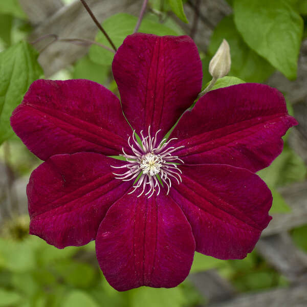 Clematide, Clematis Rouge Cardinal - vaso Ø16 cm, h 75 cm