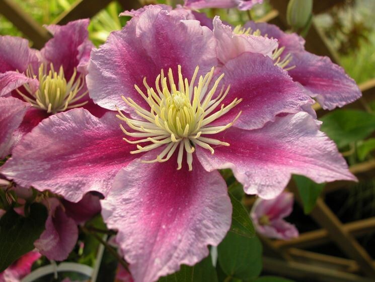 Clematide, Clematis &#39;Piilu&#39; - vaso Ø15 cm, h 65 cm
