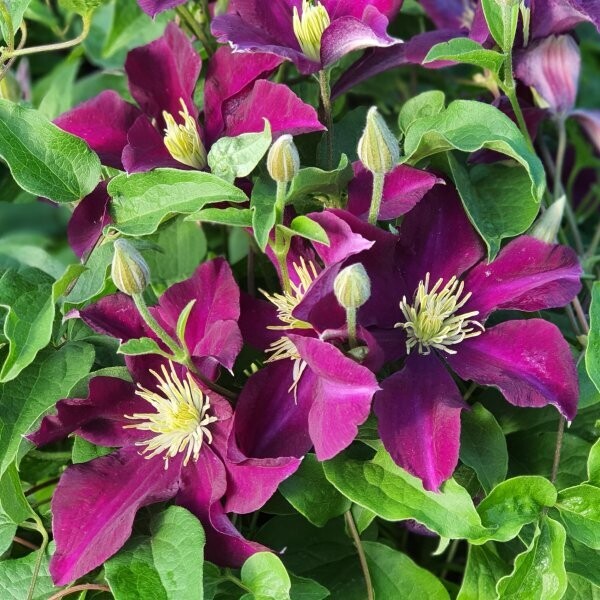 Clematide, Clematis &#39;Warszawska Nike&#39; - vaso Ø17 cm, h 50/60 cm