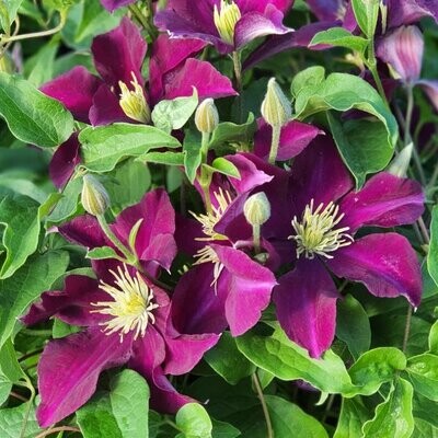 Clematide, Clematis 'Warszawska Nike' - vaso Ø17 cm, h 50/60 cm