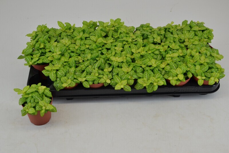 Fittonia 'Lemon' - vaso Ø8 cm