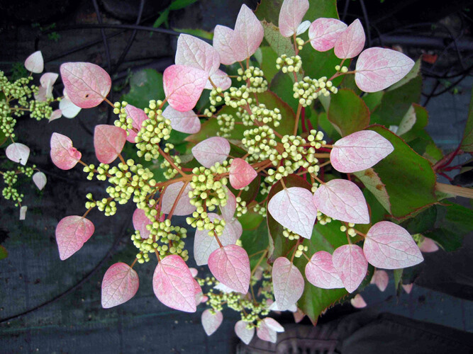 Hydrangea anomala petiolaris 'Schizophragma Rose', Ortensia rampicante rosa - vaso Ø15 cm