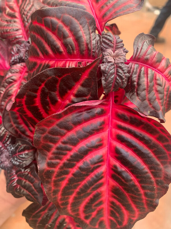 Iresine herbstii &quot; Bloodleaf &quot; - Pianta Bistecca - vaso 13
