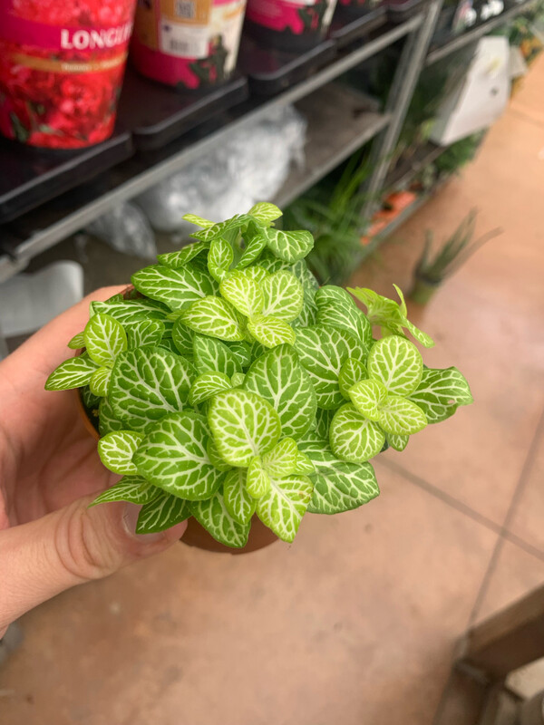 Fittonia &#39;Lemon&#39; - vaso Ø8 cm