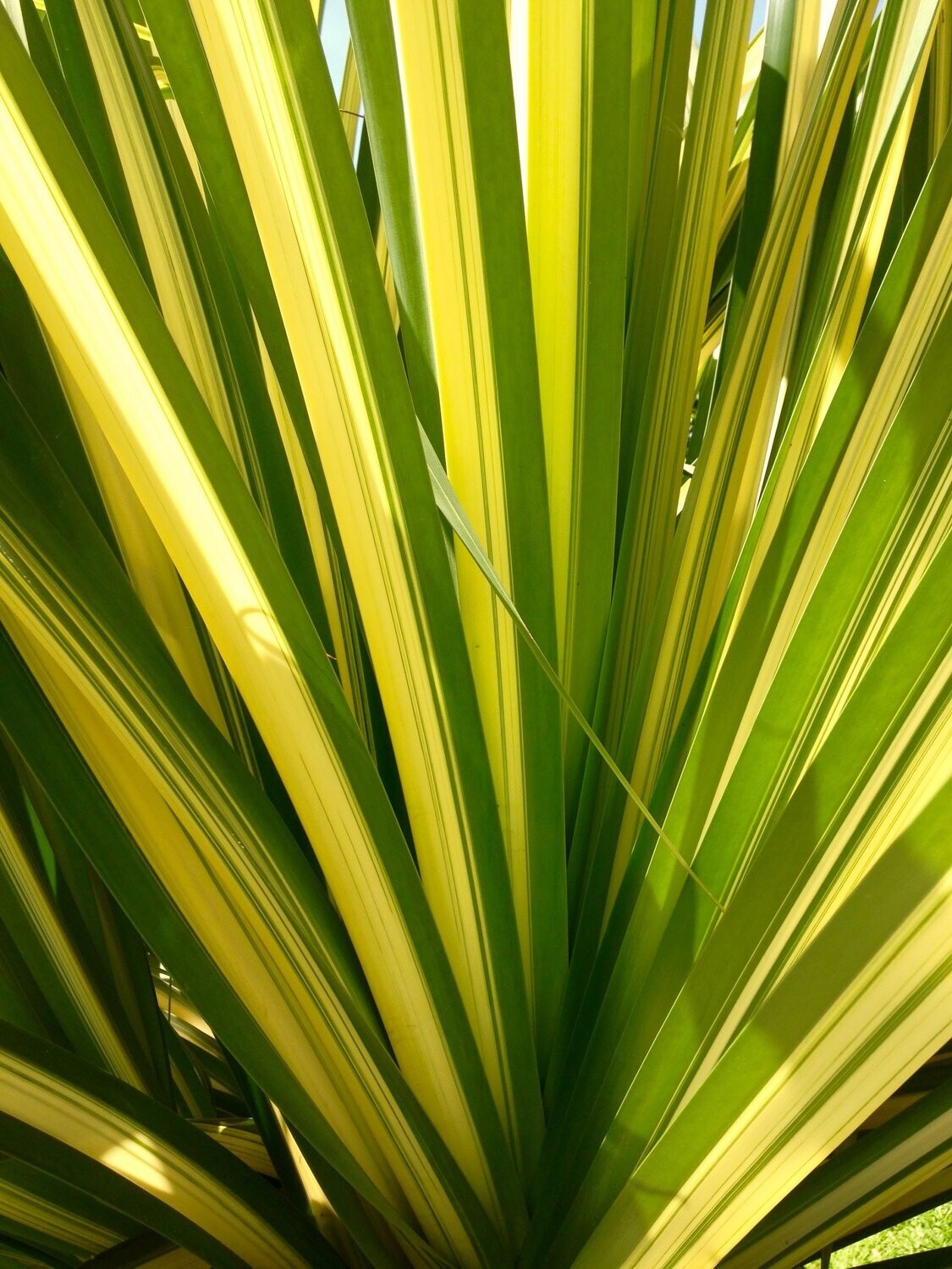 Phormium tenax &#39;Wings of Gold&#39; , Erba delle Nuova Zelanda - vaso Ø14 cm