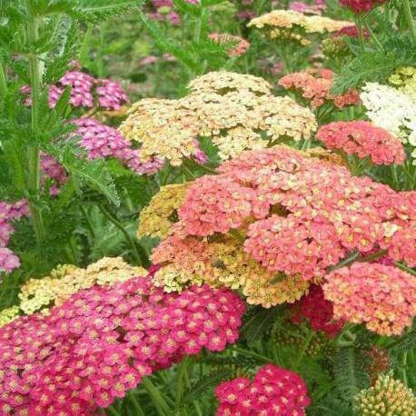 Achillea millefolium 'Summer Pastels', Achillea Millefoglio Colori Estivi Pastello - vaso Ø17 cm