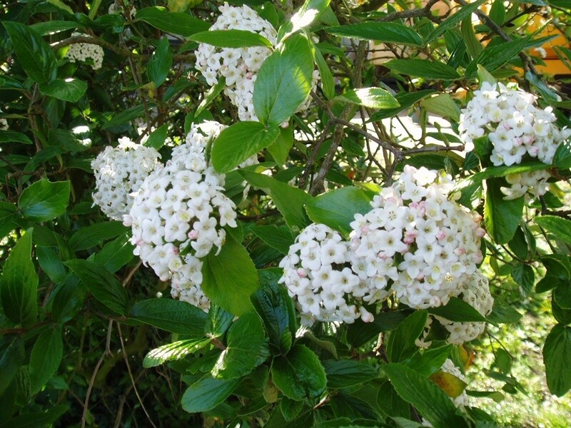 Viburnum burkwoodii-Viburno di Burkwood- vaso Ø24 cm