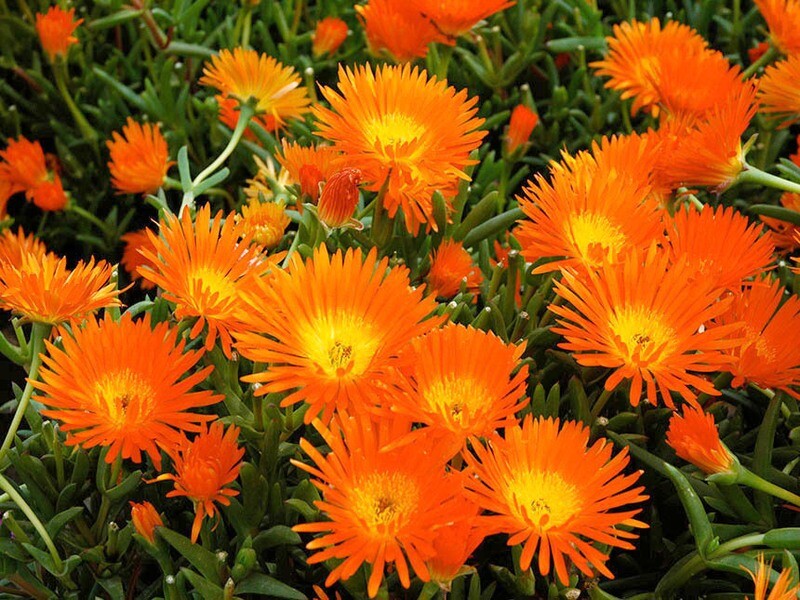 Lampranthus Aureus, Mesembriantemo - vaso Ø14 cm FIORE ARANCIO Lampranthus Aureus, Mesembriantemo - vaso Ø14 cm FIORE ARANCIO