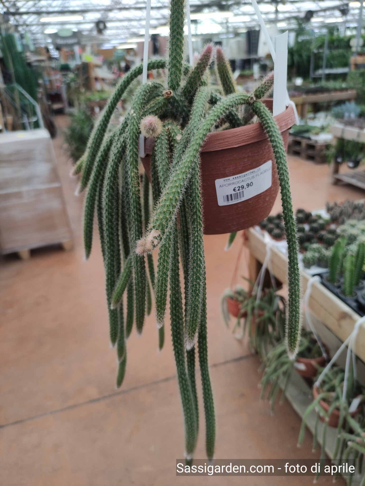 Aporocactus flagelliformis - Coda di topo - vaso Ø14 cm
