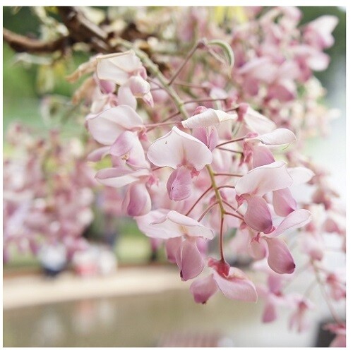 Glicine rosa, Wisteria sinensis &#39;Rosea&#39; - vaso Ø18 cm, h 200 cm (innestato)