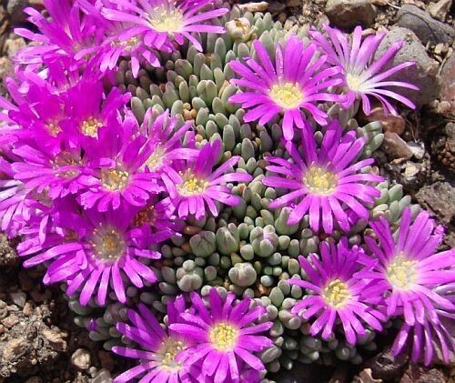 Delosperma Sphalmantoide vaso Ø 5.5cm