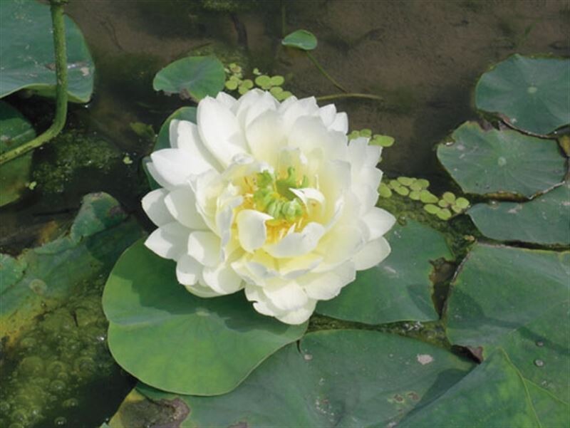 Nelumbo nucifera &quot; Alba Grandiflora &quot; cesto 30 cm Fiore di Loto