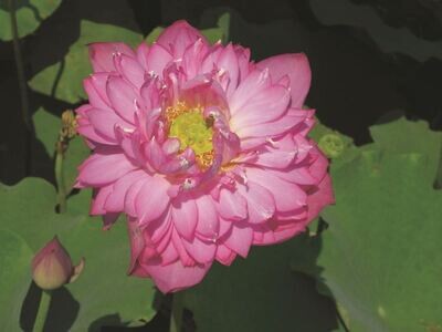Nelumbo nucifera " Rosea " cesto 30 cm Fiore di Loto