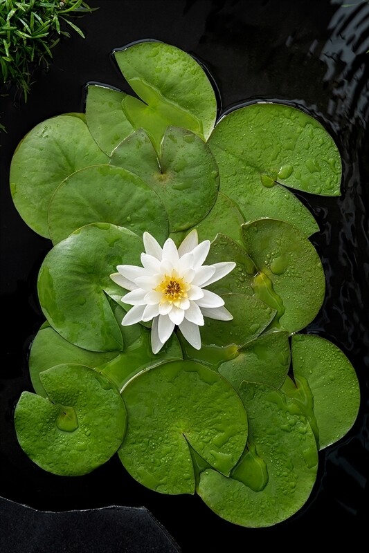 Nymphaea &quot; Marilacea Albida &quot; cestino 11 cm  Ninfea