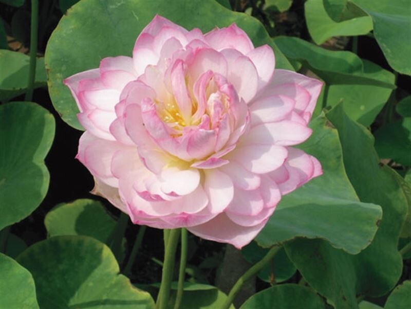 Fiore di Loto, Nelumbo nucifera &#39; Dwarf Peony &#39; - cesto 30 cm