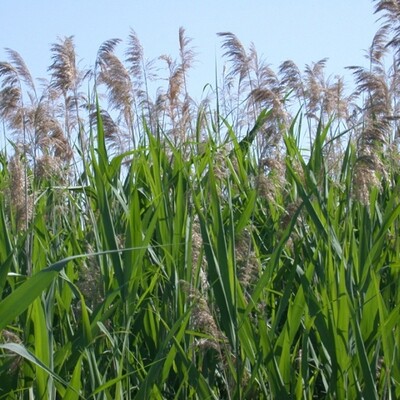 Phragmites Australis - vaso Ø18 cm