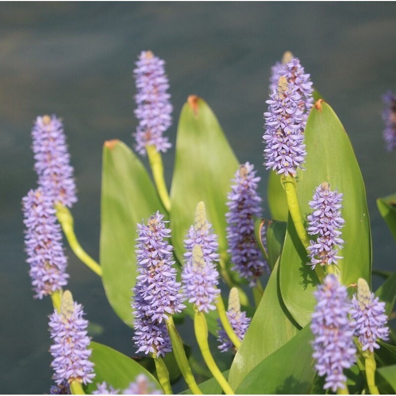 Pontederia cordata " Pink Pons " - vaso Ø9 cm