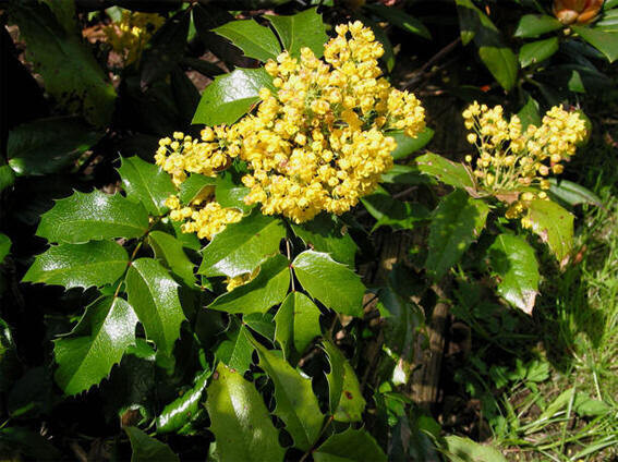 Mahonia Aquifolium v24