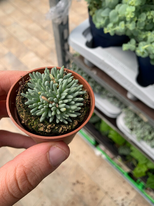 Delosperma Sphalmantoide - vaso Ø5.5 cm