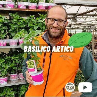 Basilico Artico, Basilico di Montagna, Basilico Alpino, Ocimum basilicum artico - vaso Ø10 cm