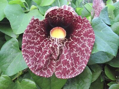 Aristolochia Macrophylla Gigantea - vaso Ø15 cm, h 60 cm