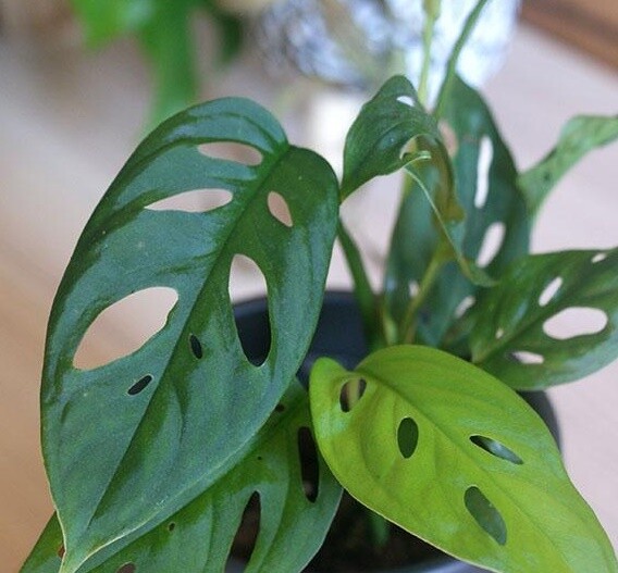 Monstera Laniata vaso 12