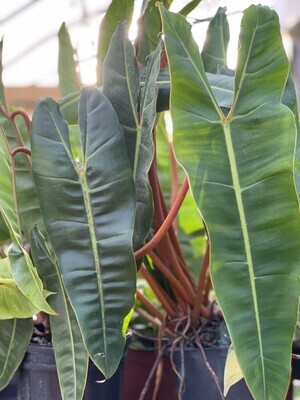 Philodendron billietiae - Filodendro - vaso 12