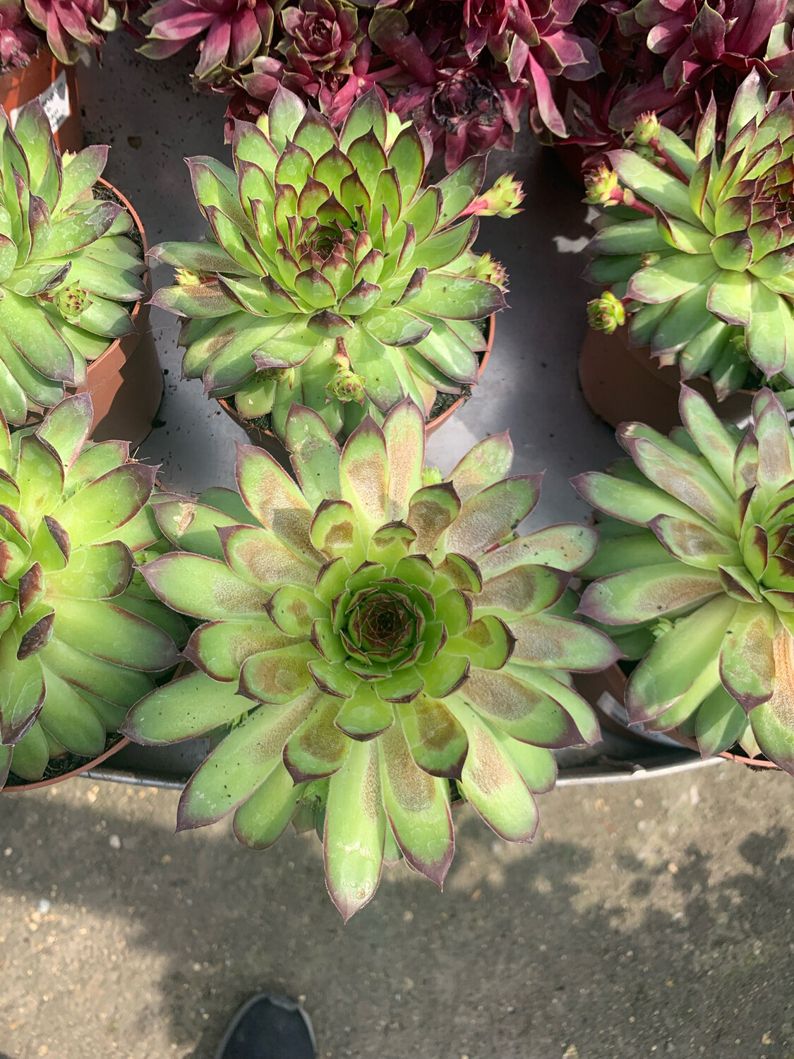 Sempervivum Tectorum - vaso Ø14 cm