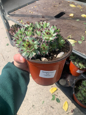 Sempervivum Taurus vaso 14