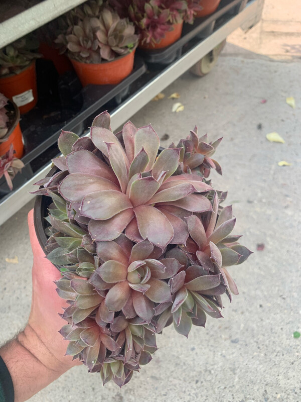 Sempervivum &#39;Aquila&#39; - vaso Ø14 cm