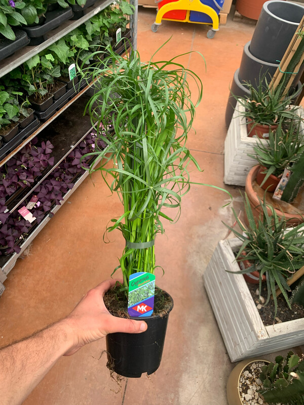 Cyperus alternifolius, Papiro nano - vaso Ø14 cm