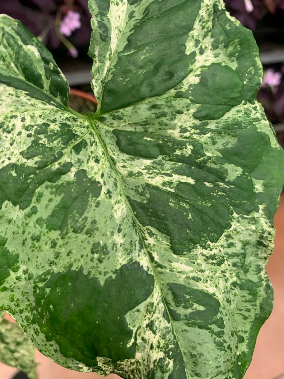 Syngonium &#39;Mottled Mojito&#39; - vaso Ø6cm